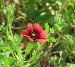 Gaillardia amblyodon