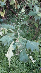 Solanum stellatiglandulosum