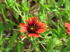 Gaillardia amblyodon