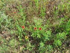 Gaillardia amblyodon