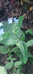 Myosotis