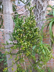 Viscum ovalifolium