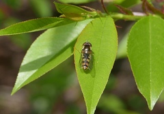 Epistrophella euchroma
