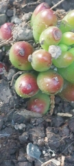 Sedum