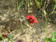 Gaillardia amblyodon