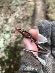 Plestiodon anthracinus