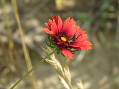 Gaillardia amblyodon