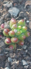 Sedum