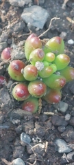 Sedum