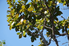 Ochna pulchra pulchra