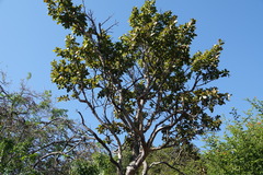 Ochna pulchra pulchra