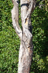 Ochna pulchra pulchra