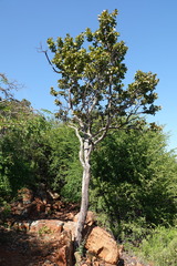 Ochna pulchra pulchra