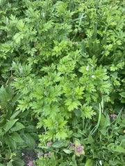Artemisia vulgaris