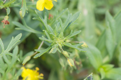 Scoparia montevidensis