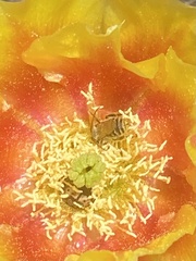 Macrotera