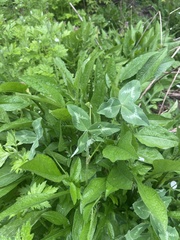 Trifolium pratense
