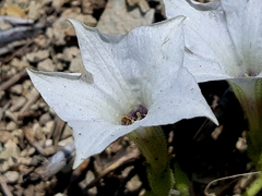 Exodeconus maritimus