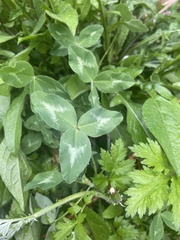 Trifolium pratense