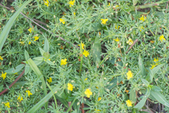 Scoparia montevidensis