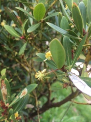 Tasmannia xerophila