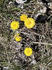 Tussilago farfara