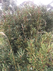 Tasmannia xerophila