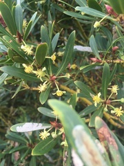Tasmannia xerophila