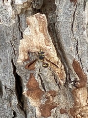 Polybiomyia bellardii