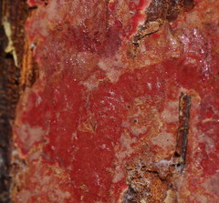 Hymenochaete sphaericola