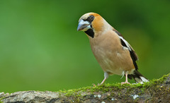 Coccothraustes coccothraustes