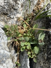 Noccaea cochleariformis