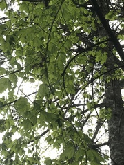 Acer glabrum douglasii