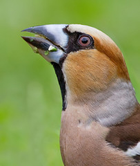 Coccothraustes coccothraustes