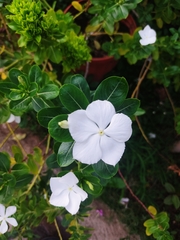 Catharanthus roseus