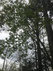 Acer glabrum douglasii