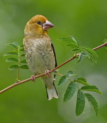 Coccothraustes coccothraustes