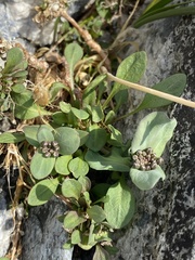 Noccaea cochleariformis