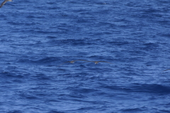 Calonectris diomedea