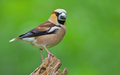Coccothraustes coccothraustes