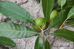 Pouteria campechiana