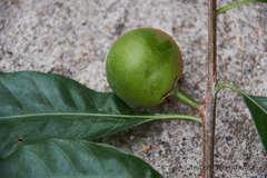 Pouteria campechiana