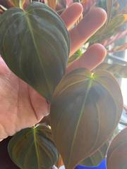 Philodendron hederaceum hederaceum