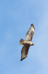 Buteo jamaicensis