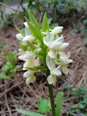 Dactylorhiza insularis