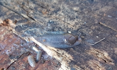 Limax corsicus