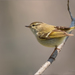 Yellow-browed Warbler - Photo (c) Анна Голубева, some rights reserved (CC BY-NC-ND), uploaded by Анна Голубева