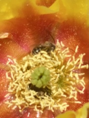 Macrotera