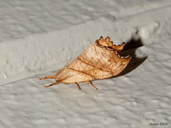 Drepana bilineata