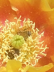 Macrotera